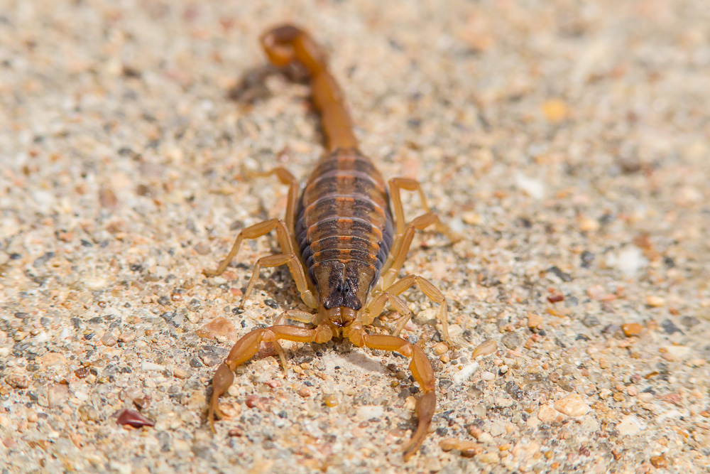 Striped Bark Scorpion (Centruroides vittatus)